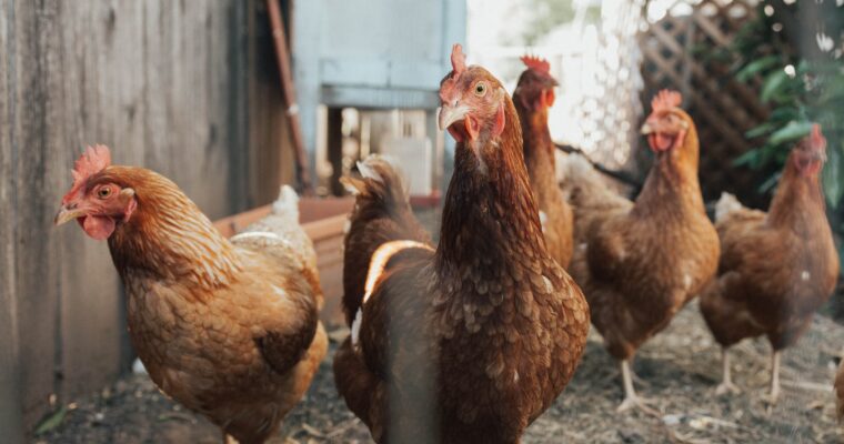 How to Raise Chickens in Your Backyard [for Beginners]