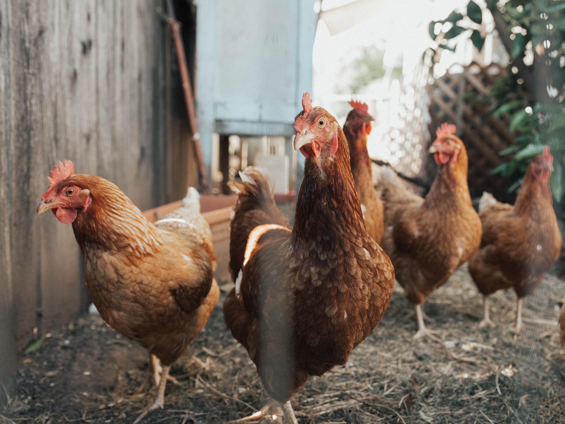 How to Raise Chickens in Your Backyard [for Beginners]