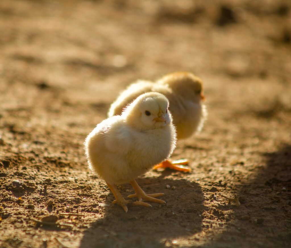 how to raise hens