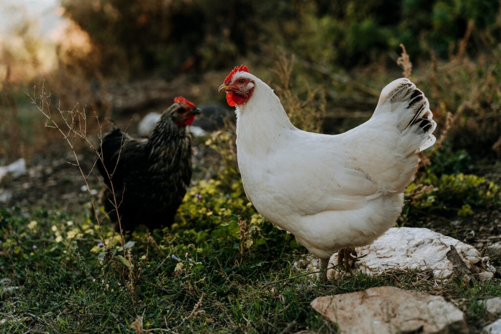 what chicken breed to buy